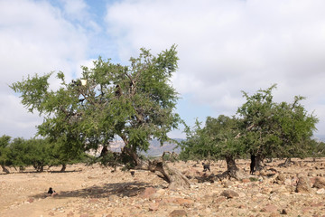 Argan Trees in the Sous Valley of Morocco