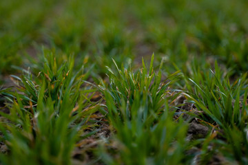 Young green wheat seedlings growing on a field. Agricultural field on which grow immature young cereals, wheat. Wheat growing in soil. Close up on sprouting rye on a field in sunset. Sprouts of rye.