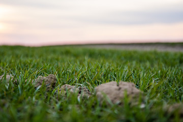 Young green wheat seedlings growing on a field. Agricultural field on which grow immature young cereals, wheat. Wheat growing in soil. Close up on sprouting rye on a field in sunset. Sprouts of rye.