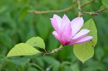 Pink Magnolia flower in the garden