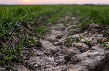 Young green wheat seedlings growing on a field. Agricultural field on which grow immature young cereals, wheat. Wheat growing in soil. Close up on sprouting rye on a field in sunset. Sprouts of rye.