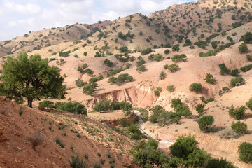 Fototapeta na wymiar Arid Mountainous Landscape Dotted with Argan Trees in Morocco