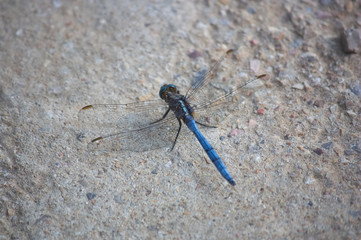 Blue dragonfly (Orthetrum cancellatum) perched on asphalt ground