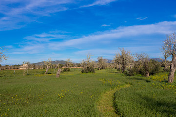 Fototapeta na wymiar Landscape of green nature field. Grass, trees and bushes.