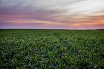 Young green wheat seedlings growing on a field. Agricultural field on which grow immature young cereals, wheat. Wheat growing in soil. Close up on sprouting rye on a field in sunset. Sprouts of rye.