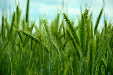  green ears of rye close-up on a background of blue sky