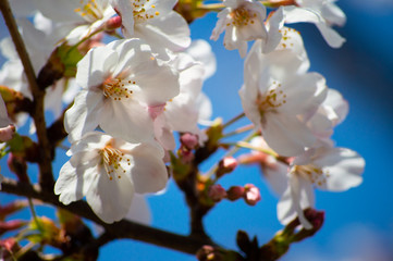 桜の季節