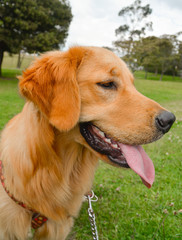 Happy-golden-pet-dog-in-the-park