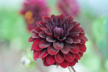 dahlia 6