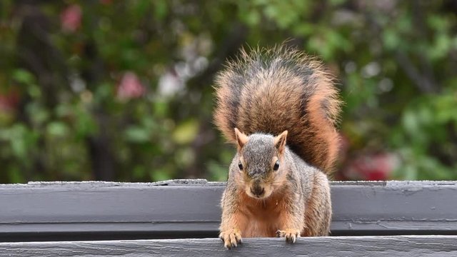 HD video brown squirrel sitting on patio roof looking at viewer wiggling nose occasionally. Loop-able cinema graph type video with copy space.