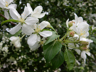 spring blooming delicate white flowers pear trees on a blurred background