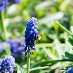 Bee on fragrant muscari flowers