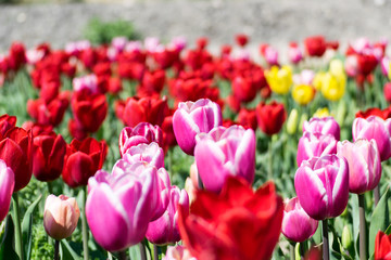 Bucolic garden with flower beds of tulips