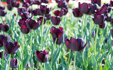 Flowerbed of black tulips in the Turri garden
