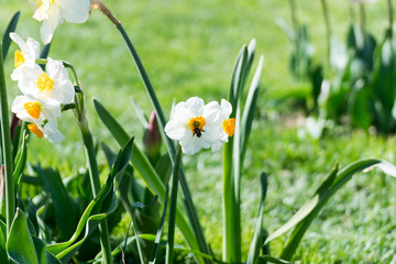 White daffodils in the tulip garden