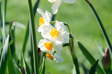 White daffodils kissed by the sun