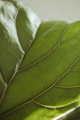 close up of fiddle fig leaf 