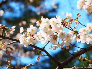 桜