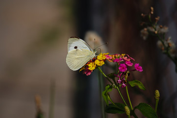 Cabbage butterfly (Pieris brassicae) on a lantana chamber flower