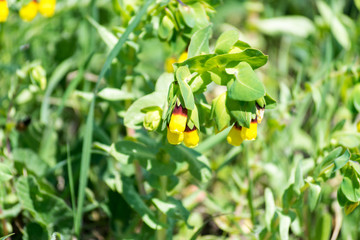 Yellow flowers in the tulip park in Turri