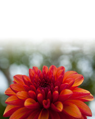 Dahlia 