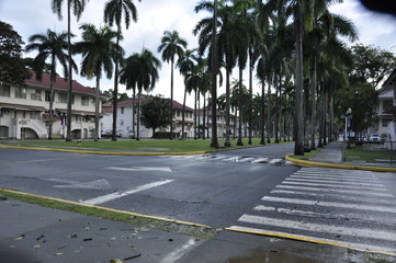 Obraz premium Calle y Palmeras Panamá