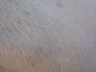 close up of a white horse