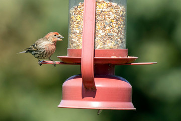 House Finch 0437