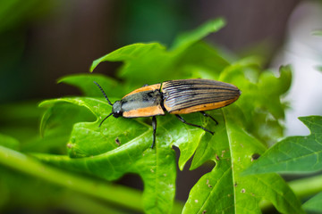 insect on a leaf