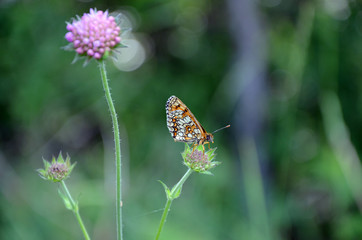  beautiful butterfly on a flower