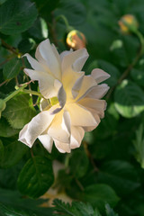 The beauty of the rose 