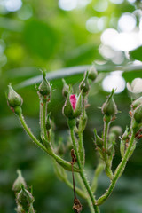 So many small rose buds