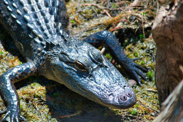 Fototapeta premium Alligator in Grassy Waters