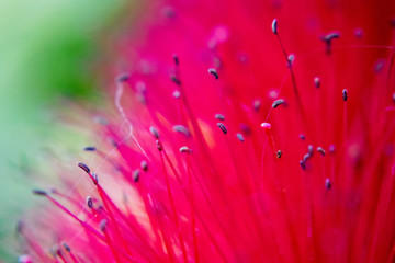 Macro detail of red flower 