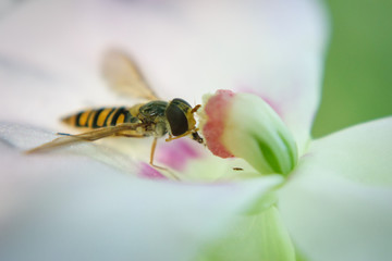 Detail of a bee sucking the nectar