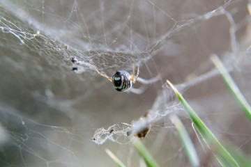 A spider with black and green stripes that weaves its web
