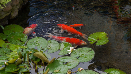 Koi fish in the pond