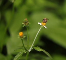 Bee hovering over an orange and white flower trying to get pollen with a nice green background