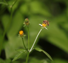 Bee hovering over an orange and white flower trying to get pollen with a nice green background