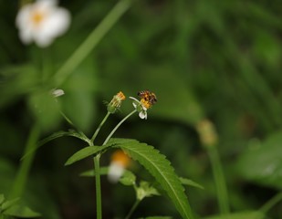 Bee hovering over an orange and white flower trying to get pollen with a nice green background