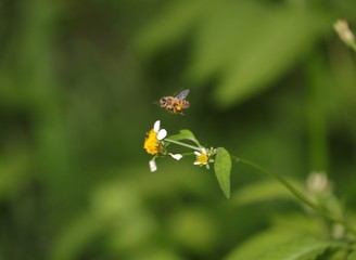 Bee hovering over an orange and white flower trying to get pollen with a nice green background