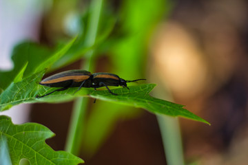 dragonfly on a leaf