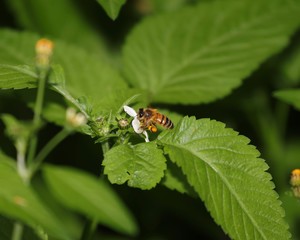 Bee hovering over an orange and white flower trying to get pollen with a nice green background