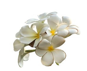 White Frangipani flowers isolated on white background