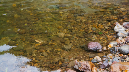 autumn leaves in water