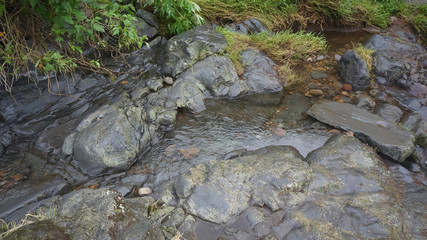 stream in forest