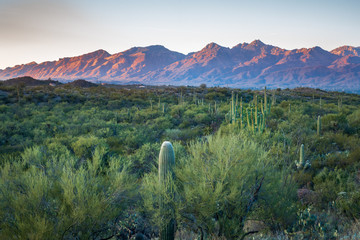 Saguaro National Park East, Tucson AZ - obrazy, fototapety, plakaty