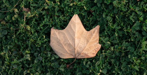 autumn leaves on the ground