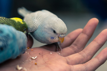blue and yellow little parrot © Mario