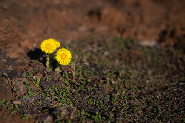 Three yellow primroses Tussilago farfara on bare ground in early spring, selective focus, free space